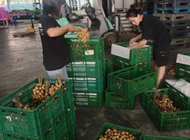 ลงพื้นที่ตรวจเยี่ยมสหกรณ์การเกษตรประตูป่า จำกัด Image 2