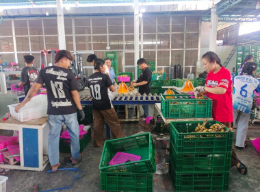 ลงพื้นที่ตรวจเยี่ยมการรวบรวมลำไยสดช่อของสหกรณ์ส่งเสริมเกษตรกรป่าซาง จำกัด ... Image 7