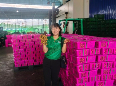 ลงพื้นที่ตรวจเยี่ยมการรวบรวมลำไยสดช่อของสหกรณ์ส่งเสริมเกษตรกรป่าซาง จำกัด ... Image 1