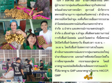 ลงพื้นที่ตรวจเยี่ยมการรวบรวมลำไยสดช่อของสหกรณ์ส่งเสริมเกษตรกรป่าซาง จำกัด ... Image 11