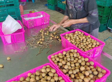ลงพื้นที่ตรวจเยี่ยมการรวบรวมลำไยสดช่อของสหกรณ์ส่งเสริมเกษตรกรป่าซาง จำกัด ... Image 8