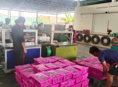 ลงพื้นที่ตรวจเยี่ยมการรวบรวมลำไยสดช่อของสหกรณ์ส่งเสริมเกษตรกรป่าซาง จำกัด ... Image 2