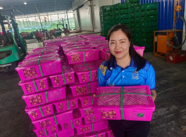 ลงพื้นที่ตรวจเยี่ยมการรวบรวมลำไยสดช่อของสหกรณ์ส่งเสริมเกษตรกรป่าซาง จำกัด ... Image 9