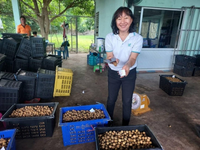 ลงพื้นที่แนะนำส่งเสริมการรวบรวมลำไยสดร่วงเพื่อแนะนำกำกับดูแลเครื่องคัดขนาดลำไย ... Image 1