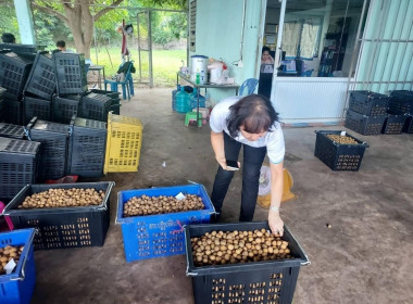 ลงพื้นที่แนะนำส่งเสริมการรวบรวมลำไยสดร่วงเพื่อแนะนำกำกับดูแลเครื่องคัดขนาดลำไย ... Image 5