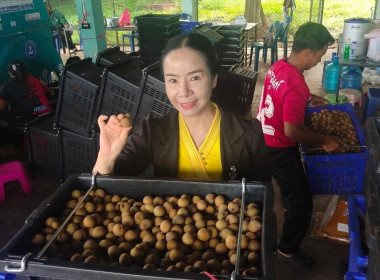 ลงพื้นที่แนะนำส่งเสริมการรวบรวมลำไยสดร่วงเพื่อแนะนำกำกับดูแลเครื่องคัดขนาดลำไย ... Image 1