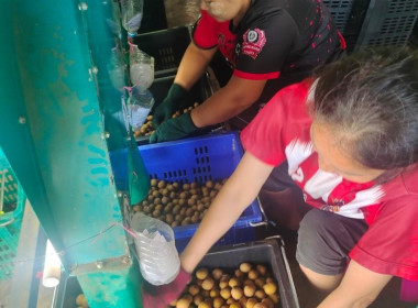 ลงพื้นที่แนะนำส่งเสริมการรวบรวมลำไยสดร่วงเพื่อแนะนำกำกับดูแลเครื่องคัดขนาดลำไย ... Image 2