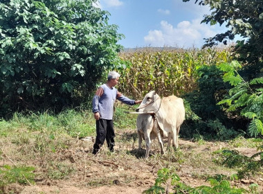 ตรวจเยี่ยมไร่ข้าวโพดของสมาชิกกลุ่มเกษตรกรทำสวนตำบลบ้านปวง พารามิเตอร์รูปภาพ 4