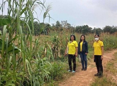 ตรวจเยี่ยมไร่ข้าวโพดของสมาชิกกลุ่มเกษตรกรทำสวนตำบลบ้านปวง พารามิเตอร์รูปภาพ 1