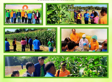 ศึกษาดูงานการปลูกและแปรรูปข้าวโพดหวานและถั่วลายเสือ ณ ... พารามิเตอร์รูปภาพ 5