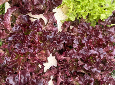 ติดตามการใช้เงินกู้กองทุนพัฒนาสหกรณ์ให้เป็นไปตามวัตถุประสงค์ Image 4