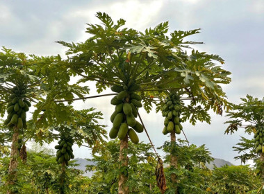 ติดตามการใช้เงินกู้กองทุนพัฒนาสหกรณ์ให้เป็นไปตามวัตถุประสงค์ Image 6