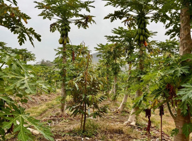 ติดตามการใช้เงินกู้กองทุนพัฒนาสหกรณ์ให้เป็นไปตามวัตถุประสงค์ Image 10