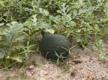 ติดตามการใช้เงินกู้กองทุนพัฒนาสหกรณ์ให้เป็นไปตามวัตถุประสงค์ Image 12