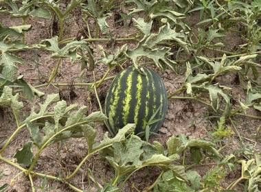 ติดตามการใช้เงินกู้กองทุนพัฒนาสหกรณ์ให้เป็นไปตามวัตถุประสงค์ Image 13