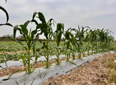 ติดตามการใช้เงินกู้กองทุนพัฒนาสหกรณ์ให้เป็นไปตามวัตถุประสงค์ Image 14