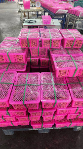 รวบรวมผลผลิตลำไยจากสมาชิกสหกรณ์ ... Image 1