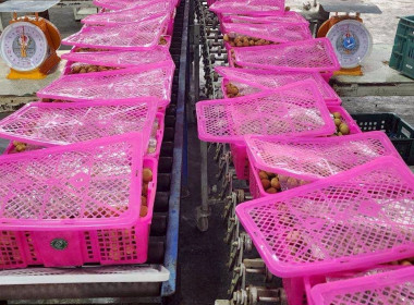 รวบรวมผลผลิตลำไยจากสมาชิกสหกรณ์ ... Image 3