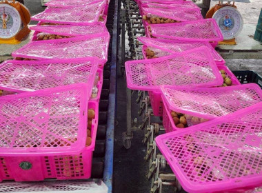 รวบรวมผลผลิตลำไยจากสมาชิกสหกรณ์ ... Image 2