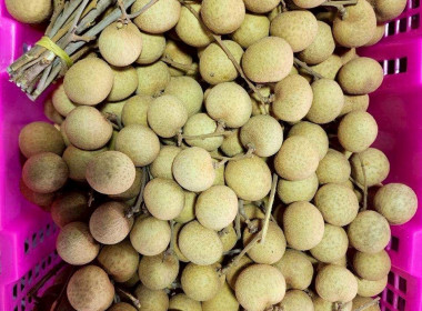 รวบรวมผลผลิตลำไยจากสมาชิกสหกรณ์ ... Image 1