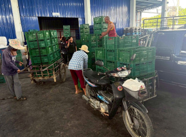 รวบรวมผลผลิตลำไยจากสมาชิกสหกรณ์ ... Image 5