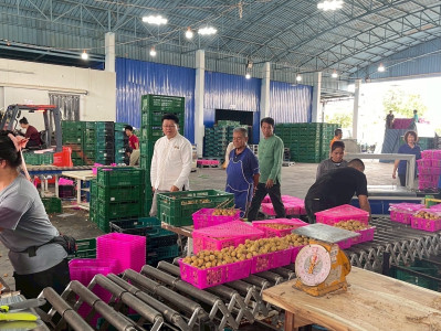 ตรวจเยี่ยมการรวบรวมผลผลิตลำไยสดช่อ -สดร่วง ... พารามิเตอร์รูปภาพ 1