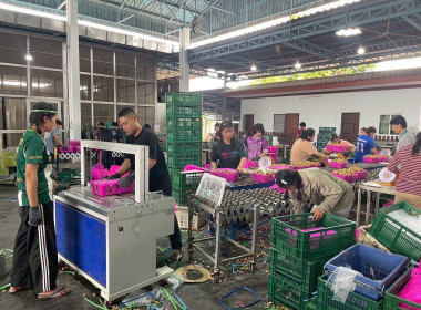ตรวจเยี่ยมการรวบรวมผลผลิตลำไยสดช่อ -สดร่วง ... พารามิเตอร์รูปภาพ 8