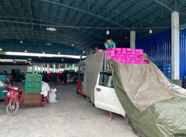 ตรวจเยี่ยมการรวบรวมผลผลิตลำไยสดช่อ -สดร่วง ... พารามิเตอร์รูปภาพ 10