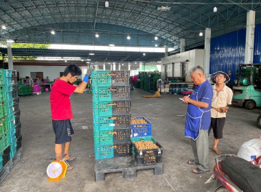 ตรวจเยี่ยมการรวบรวมผลผลิตลำไยสดช่อ -สดร่วง ... พารามิเตอร์รูปภาพ 7