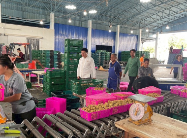 ตรวจเยี่ยมการรวบรวมผลผลิตลำไยสดช่อ -สดร่วง ... พารามิเตอร์รูปภาพ 6