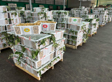 ลงพื้นติดตามสถานการณ์ผลผลิตและการส่งออกลำไยในพื้นที่ภาคเหนือ Image 7