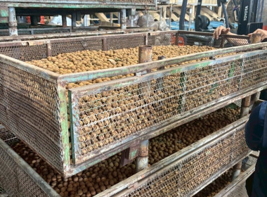 ลงพื้นติดตามสถานการณ์ผลผลิตและการส่งออกลำไยในพื้นที่ภาคเหนือ Image 8