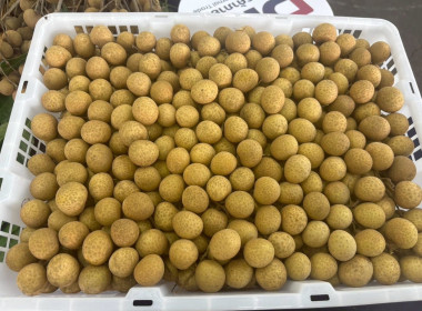 ลงพื้นติดตามสถานการณ์ผลผลิตและการส่งออกลำไยในพื้นที่ภาคเหนือ Image 9