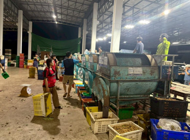 ติดตามสถานการณ์การผลิตและการตลาดลำไยอย่างใกล้ชิด พารามิเตอร์รูปภาพ 8
