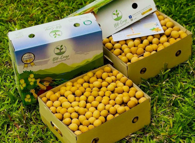 ส่งเสริมและสนับสนุนการจำหน่ายลำไยพันธุ์อีดอคุณภาพเยี่ยม Image 1