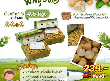 ส่งเสริมและสนับสนุนการจำหน่ายลำไยพันธุ์อีดอคุณภาพเยี่ยม Image 4