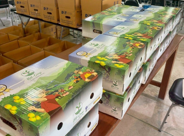 ส่งเสริมและสนับสนุนการจำหน่ายลำไยพันธุ์อีดอคุณภาพเยี่ยม Image 3