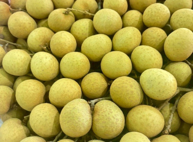 ส่งเสริมและสนับสนุนการจำหน่ายลำไยพันธุ์อีดอคุณภาพเยี่ยม Image 2