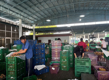 ลงพื้นที่ติดตามการดำเนินธุรกิจของสหกรณ์ในพื้นที่จังหวัดลำพูน Image 6