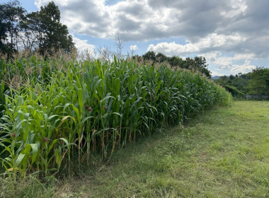 ลงพื้นที่ตรวจเยี่ยมและเก็บข้อมูลสมาชิกสหกรณ์ผู้เลี้ยงโคนม Image 16