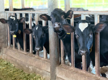 ลงพื้นที่ตรวจเยี่ยมและเก็บข้อมูลสมาชิกสหกรณ์ผู้เลี้ยงโคนม Image 15