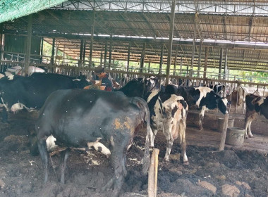 ลงพื้นที่ตรวจเยี่ยมและเก็บข้อมูลสมาชิกสหกรณ์ผู้เลี้ยงโคนม Image 12