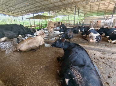 ลงพื้นที่ตรวจเยี่ยมและเก็บข้อมูลสมาชิกสหกรณ์ผู้เลี้ยงโคนม Image 6