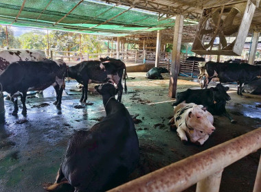 ลงพื้นที่ตรวจเยี่ยมและเก็บข้อมูลสมาชิกสหกรณ์ผู้เลี้ยงโคนม Image 5