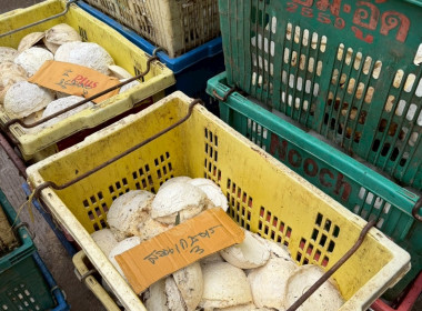 ติดตามผลการดำเนินงานของกลุ่มเกษตรกรทำสวนยางลุ่มน้ำลี้ Image 5