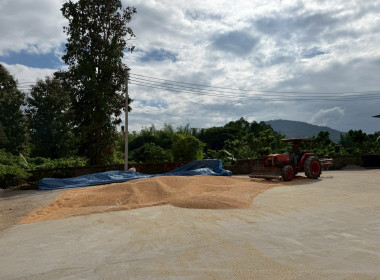 ติดตามการรวบรวมข้าวโพดเลี้ยงสัตว์ ... Image 5