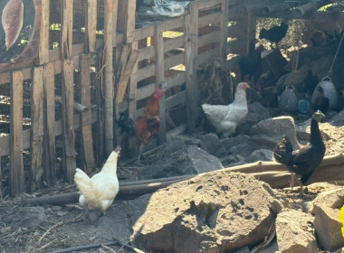 ลงพื้นที่ติดตามผล ... Image 9