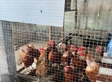 ลงพื้นที่ติดตามผล ... Image 4