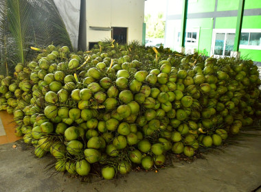 ช่วยกระจายผลผลิตมะพร้าวน้ำหอมของสหกรณ์การเกษตรบ้านแพ้ว ... Image 2