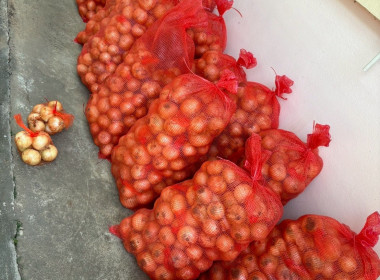 ร่วมดำเนินการกระจายผลผลิตหอมหัวใหญ่ของเกษตรกร ... Image 3